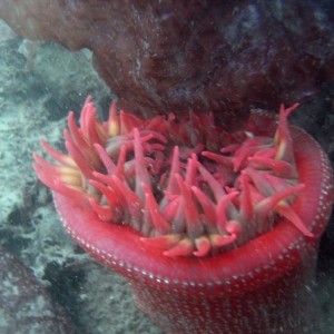 Strawberry anemone