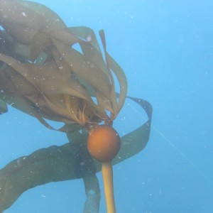 Bull Kelp (Nereocystis)