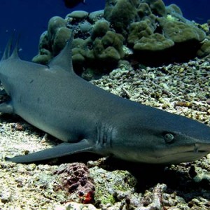 Sharkmayang