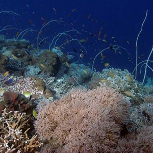 Coralnfish3