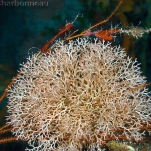 Seafan/Coral