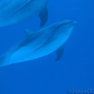 Pod of Dolphins 4