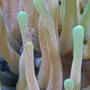 Shrimp posing on Anenome