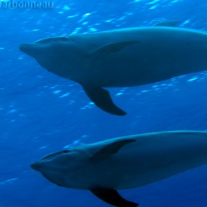 Pod of Dolphins 3