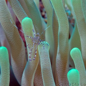 Shrimp posing on Anenome