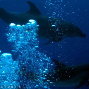 Pod of Dolphins 2