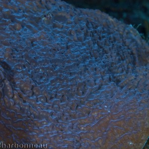 Large plate coral