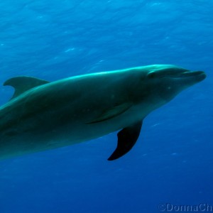 Pod of Dolphins