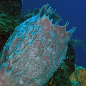 Large Barrel Sponge open to the current