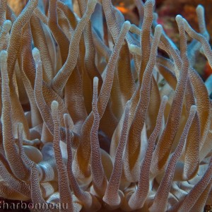 Giant Anenome