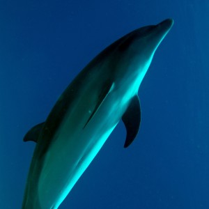 Pod of Dolphins 5