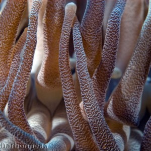 Close-up of Anenome tentacles