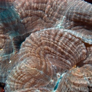 Coral polyps growing inside a very large Vase Sponge