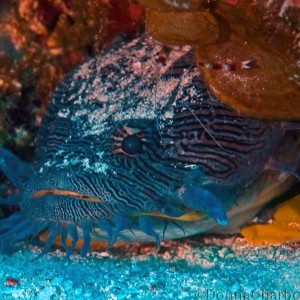 Splendid Toadfish with Banded Coral Shrimp