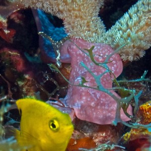 Juvenile Blue Tang/Coral/Sponge