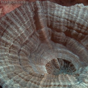 Mushroom soft coral close-up