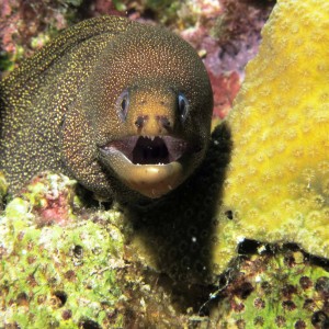 moray_straight