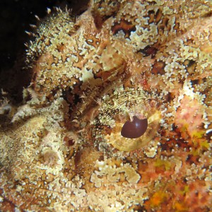 scorpionfish27