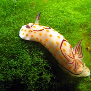 Nudi