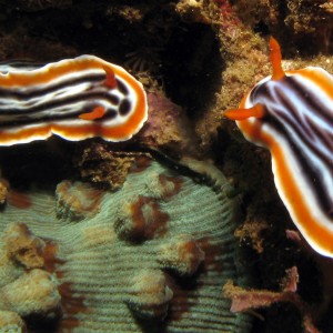 2 nudis