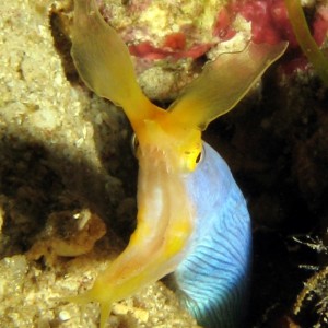 Ribbon Eel