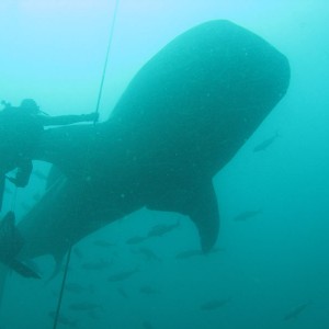 Whale shark at safety stop