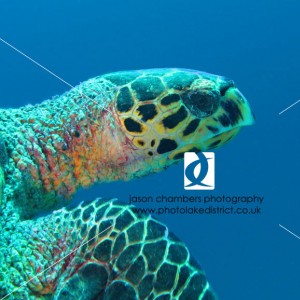 Canon-G12-Underwater-Photography