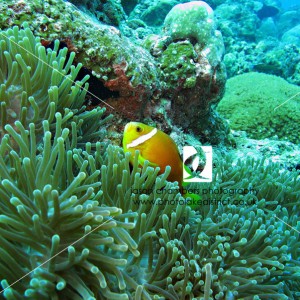 Nemo-Fish-Clown-Fish