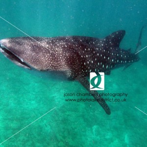 Photography-Underwater-Padi-Course