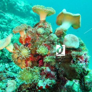 Scuba-Diving-Padi-Coral
