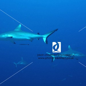 Shark-Diving-Maldives