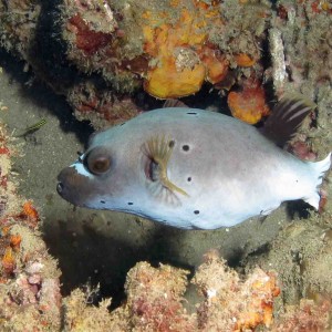 Black spotted puffer fish