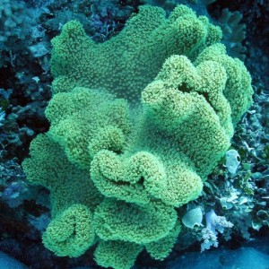 Soft Coral G.B.R