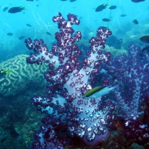 soft Coral Yongala wreck