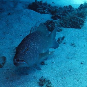Spotted Grouper G.B.R