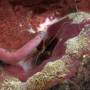 Arrow crab hiding in pink lacy sponge