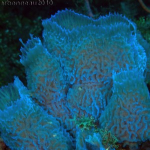 Collection of Azure Vase Sponges