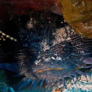 Splendid Toadfish with Banded Coral Shrimp