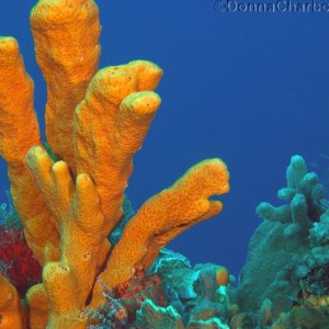 Colorful Sponges