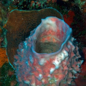 Barrel Sponge