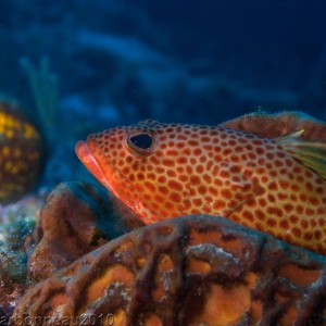 Grouper on Sponge