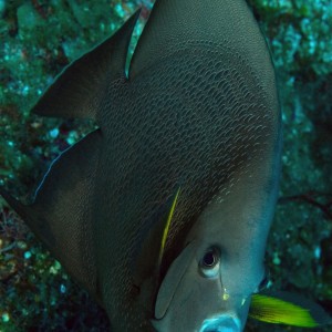 Gray Angelfish