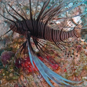 Lionfish - Beautiful but Nasty!