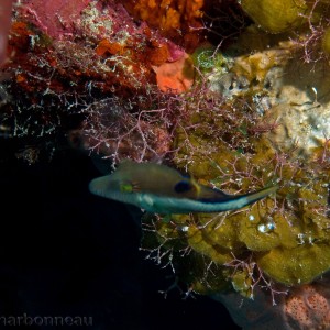 Juvenile Sharpnose Pufferfish