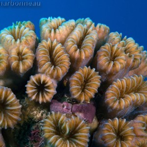 Coral Head