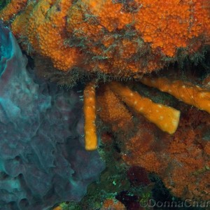 Assortment of Sponges