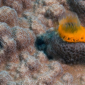 Boring sponge on Coral