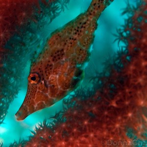 Slender (juvenile) Filefish