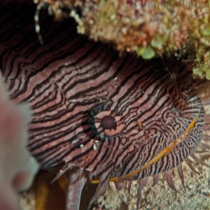 Splendid Toadfish