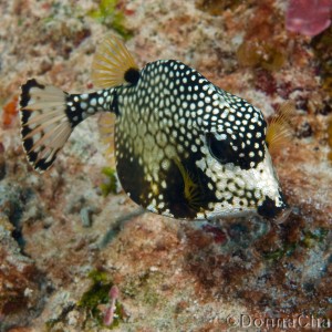 Trunkfish